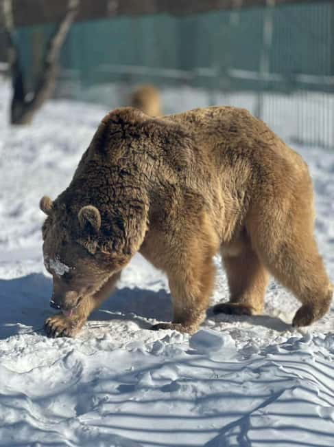 Tbilisi: Sabaduri Forest & Chronicles Tour With Wildlife - Cancellation and Booking Flexibility