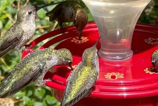 Tea with hummingbirds at a Hummingbird Sanctuary - Discover the Charm of the Hummingbird Sanctuary in California