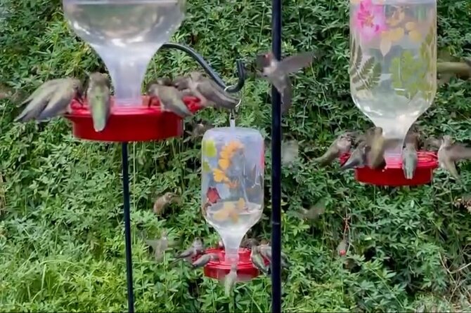 Tea with hummingbirds at a Hummingbird Sanctuary - The Scenic Location of the Sanctuary and Its Surroundings