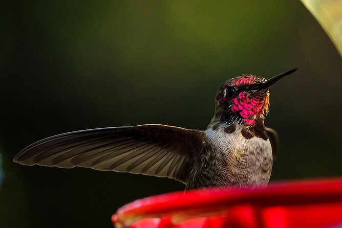 Tea with hummingbirds at a Hummingbird Sanctuary - Practical Details: Booking, Group Size, and Cancellation Policy