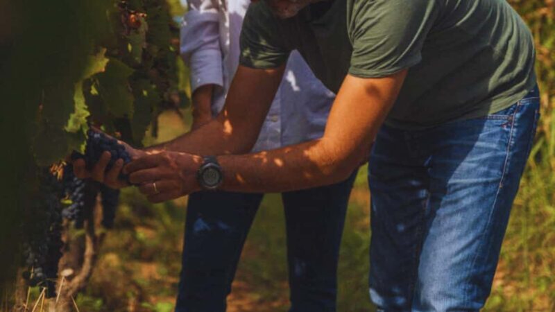 Teano: Biodynamic Winery Experience with 4-Course Meal - An Authentic Taste of Campania’s Biodynamic Wines in just 2 Hours