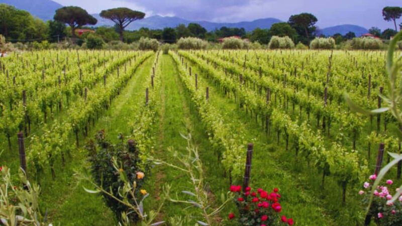 Teano: Biodynamic Winery Experience with 4-Course Meal - Discovering the Biodynamic Philosophy in Teano