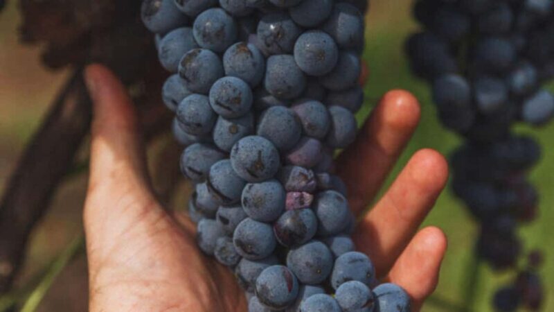 Teano: Biodynamic Winery Experience with 4-Course Meal - The Unique Wine Pairings in Teano