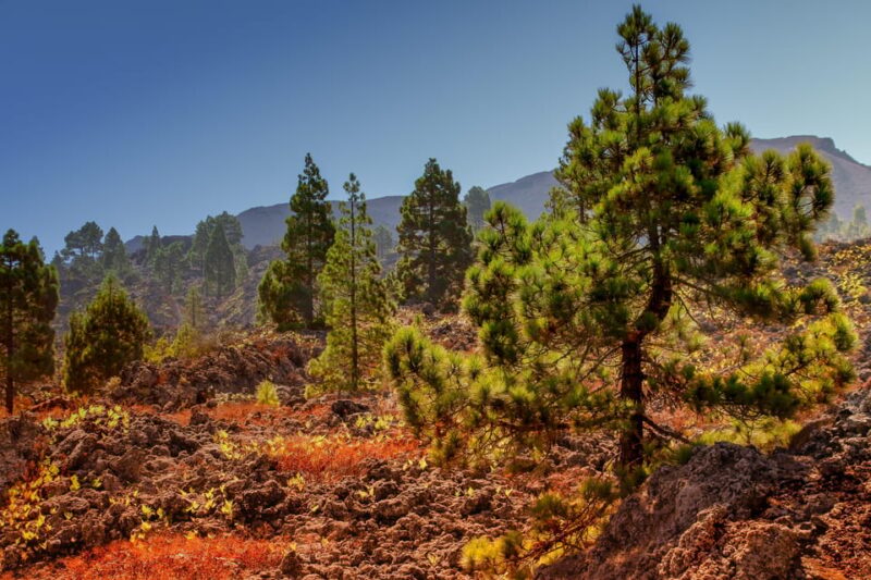 Teide: Guided Sunset & Stargazing Tour by Night with Dinner - Pickup from Multiple Locations Near Puerto de la Cruz and South Tenerife