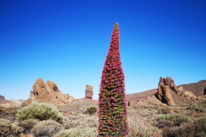 Teide National Park for smaller groups - The Lava Landscape of Mirador de Boca Tauce