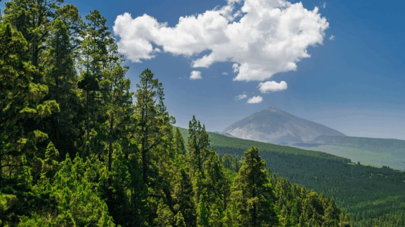 Teide National Park: Landscapes and Viewpoints Private Tour - Logistics and Group Size
