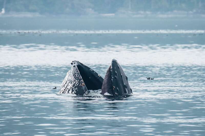 Telegraph Cove: 3-Hour Whale Watching Tour in a Zodiac Boat - Why Choose This Whale Watching Tour in Telegraph Cove