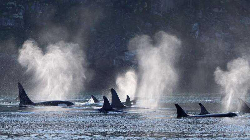 Telegraph Cove: Whale Watching Adventure with Free Photos - Telegraph Cove as a Starting Point for Marine Wildlife