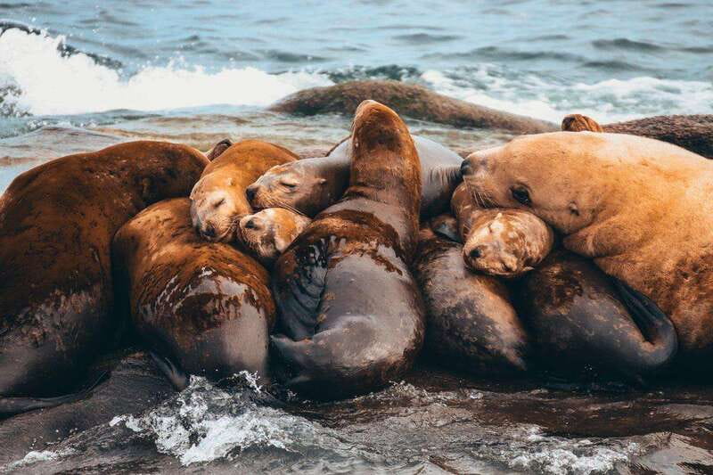 Telegraph Cove: Whale Watching Adventure with Free Photos - Why This Whale Watching Tour Stands Out in Telegraph Cove