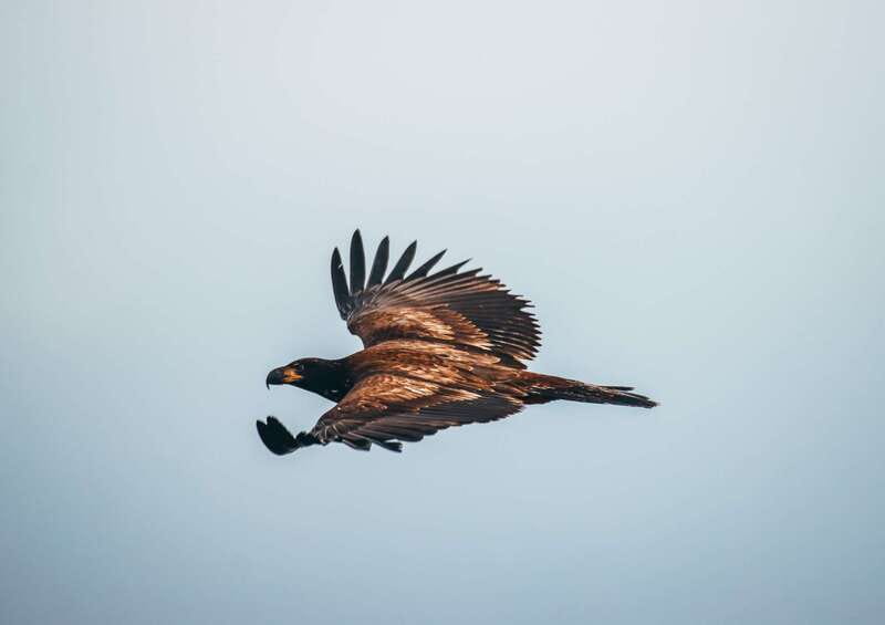 Telegraph Cove: Whale Watching Adventure with Free Photos - Frequently Asked Questions