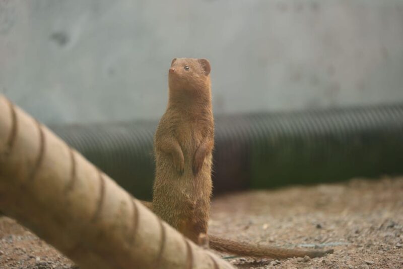 TELFORD: Hoo Zoo and Dinosaur World Entry Ticket - Key Points