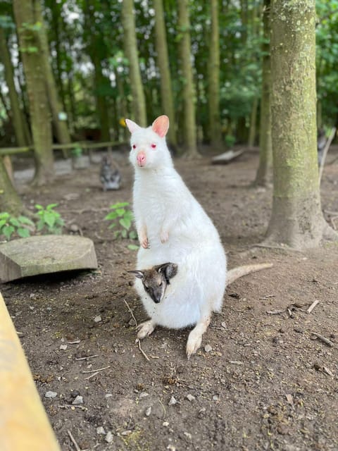 TELFORD: Hoo Zoo and Dinosaur World Entry Ticket - Discover the History and Layout of Hoo Zoo and Dinosaur World