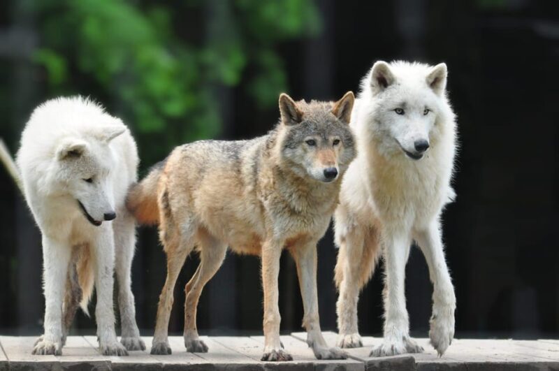 TELFORD: Hoo Zoo and Dinosaur World Entry Ticket - Practical Tips for Your Visit