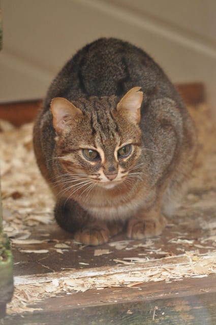 TELFORD: Hoo Zoo and Dinosaur World Entry Ticket - Frequently Asked Questions