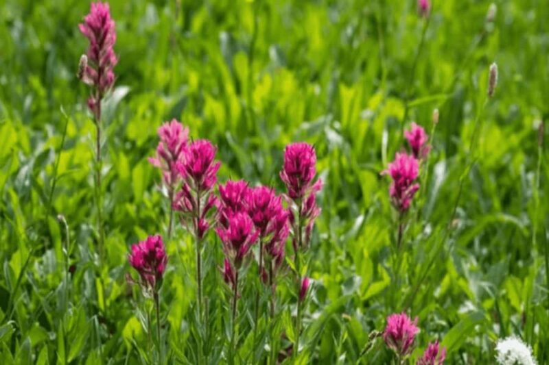 Telluride Half Day Jeep Tours - Wildlife and Natural Beauty in the High Rockies