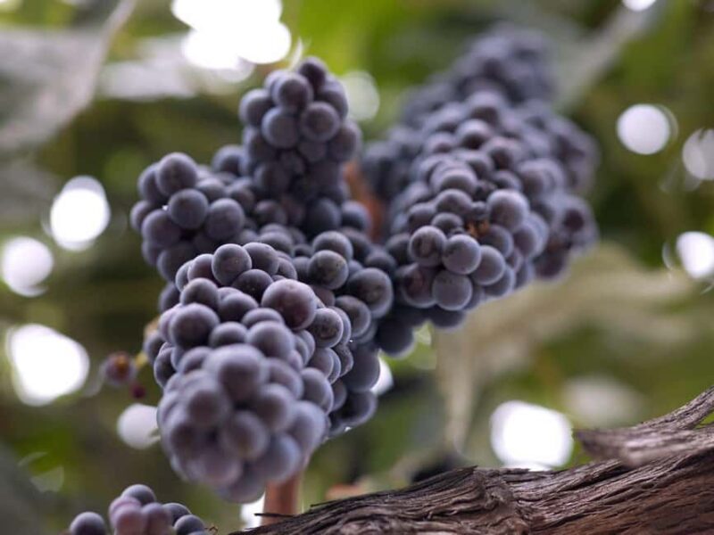 Temecula: 3-Winery Tour with Tastings and Lunch - Explore Temecula’s Premier 3-Winery Experience for $109