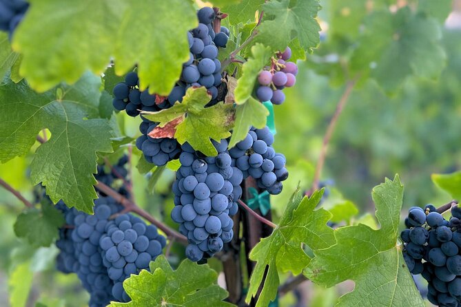 Temecula Treasures Wine Tour - Starting Point at Vail Ranch Headquarters