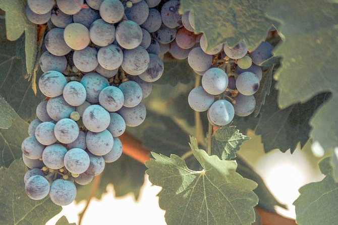 Temecula Valley Afternoon Wine Tour with Tastings and Cheeseboard - The Guides: Enthusiastic and Knowledgeable Hosts