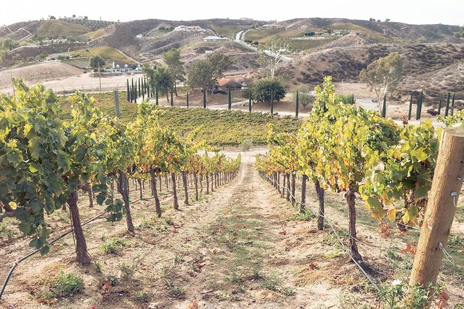 Temecula Valley Afternoon Wine Tour with Tastings and Cheeseboard - Balancing Wine Tasting and Sightseeing