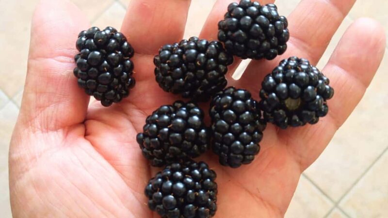 Tempio Pausania: Visit a Distillates Workshop with Tasting - Tasting Sardinian Distillates Paired with Local Sweets