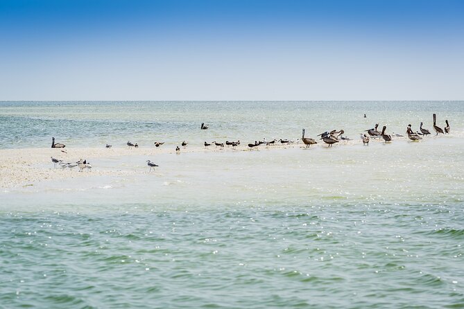 Ten Thousand Island Jet Ski Eco Tour - Marco Island - Wildlife Encounters During the Tour