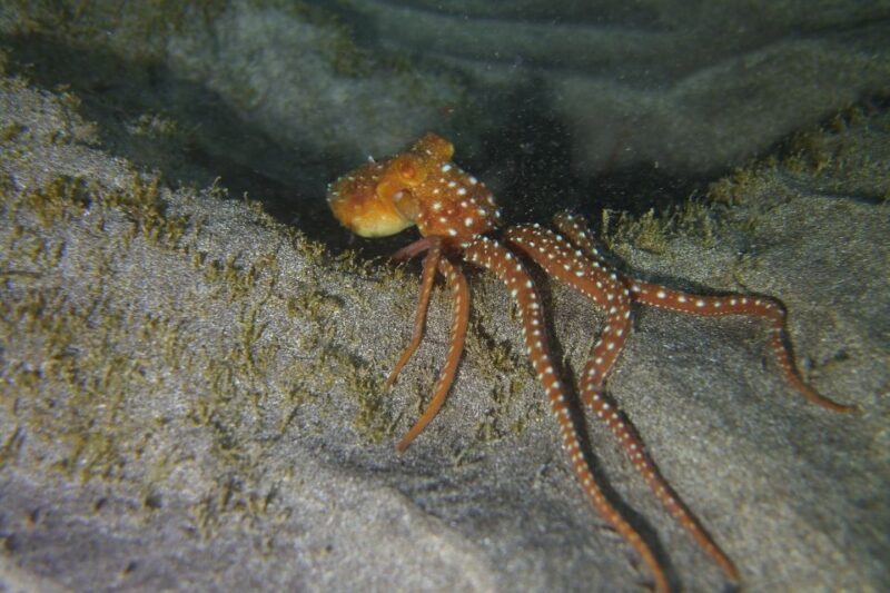 Tenerife: 2 Diving Sessions for Certified Divers - Practical Details: Logistics, Equipment, and Insurance