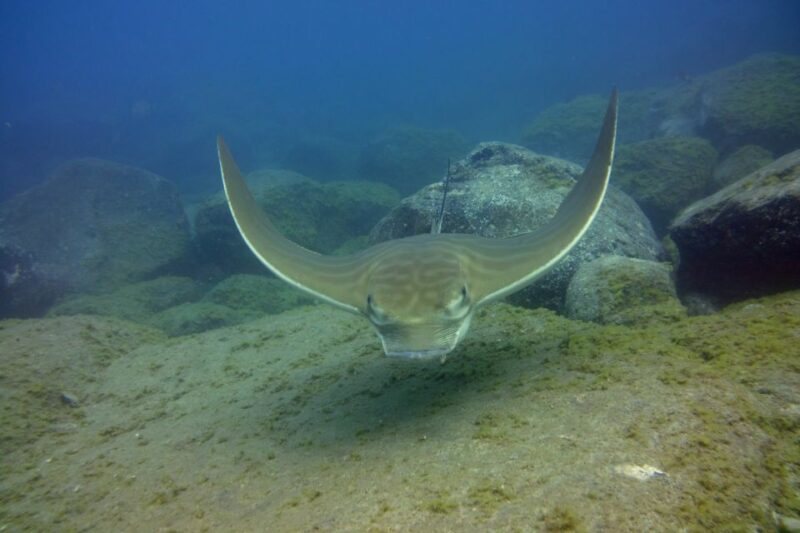 Tenerife: 2 Diving Sessions for Certified Divers - The Experience at Tenerife’s Dive Sites