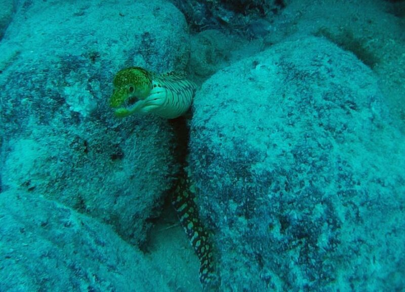 Tenerife: 2 Diving Sessions for Certified Divers - Who Will Appreciate This Tour?