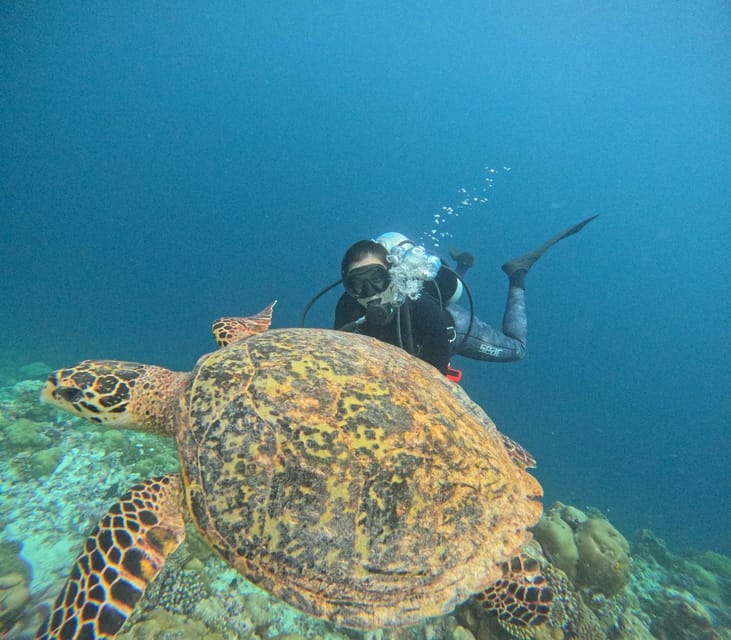 Tenerife - 2 Guided Dives for Certified Divers - Half Day - The Sum Up: An Ideal Choice for Certified Divers in Tenerife