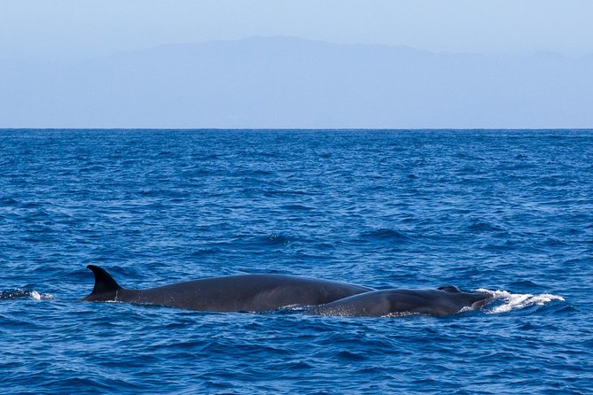 Tenerife 3-Hour Discover Whales and Dolphins - Food, Drinks, and Extras Onboard