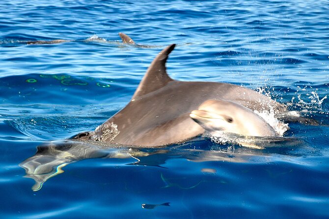 Tenerife 3-Hour Discover Whales and Dolphins - Value for Money and Small-Group Advantages