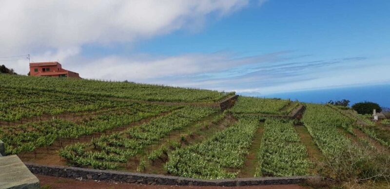 Tenerife: 4-Hour Gauchinche Food Tour - The Scenic Coastal Views and Cultural Insights