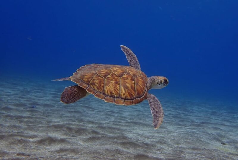 Tenerife: Abades Beach Beginner Diving Experience - Abades Beach: A Safe and Calm Environment for Beginners
