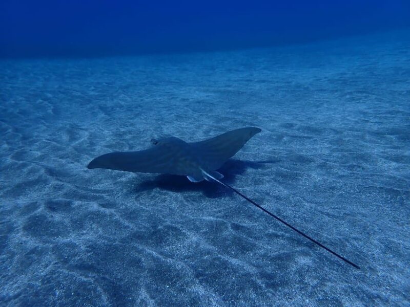 Tenerife: Abades Beach Beginner Diving Experience - The Role of Guides and Safety Measures