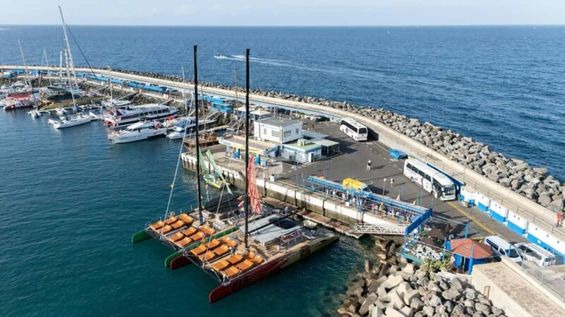 Tenerife: Adults-Only Whale & Dolphin Catamaran Cruise - The Experience of a 2-Hour Marine Wildlife Cruise