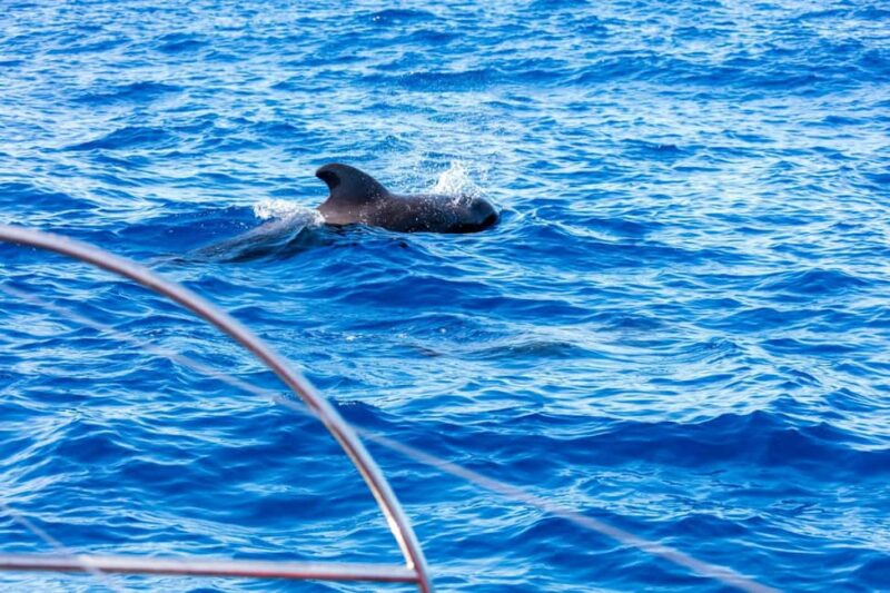 Tenerife: Adults-Only Whale & Dolphin Catamaran Cruise - Lounge and Comfort on Board