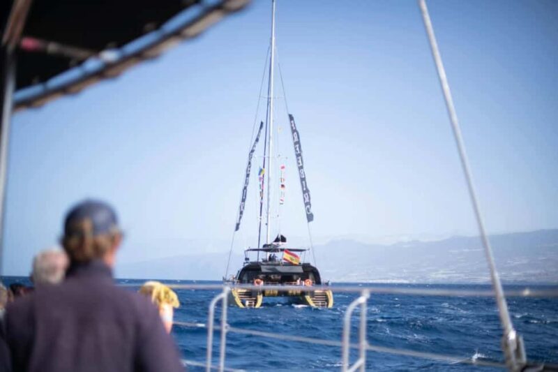 Tenerife: Adults-Only Whale & Dolphin Catamaran Cruise - Practical Tips for the Cruise
