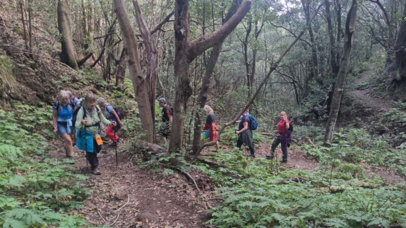 Tenerife: Anaga, Laurel Forest Guided Hike + Canarian Food - Key Points