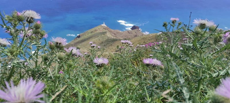 Tenerife: Anaga, Laurel Forest Guided Hike + Canarian Food - Cliffs Over the Atlantic with Panoramic Views