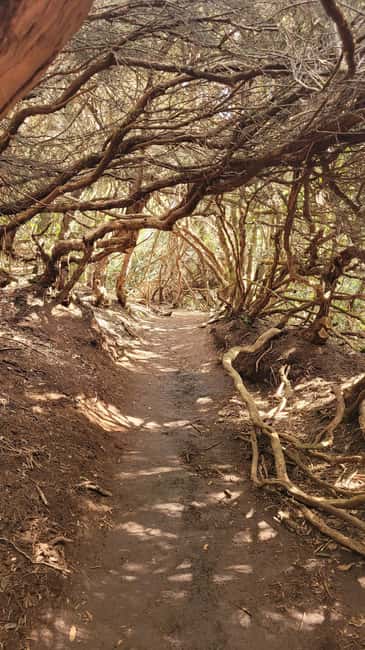 Tenerife Anaga Mountains: Circular hike in the laurel forest  small group max. 10 - Key Points
