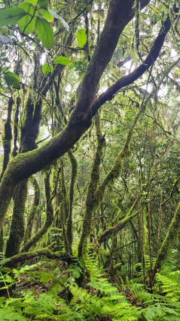Tenerife Anaga Mountains: Circular hike in the laurel forest  small group max. 10 - Starting Point at Cruz del Carmen Viewpoint