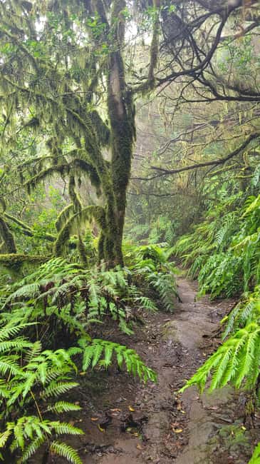 Tenerife Anaga Mountains: Circular hike in the laurel forest  small group max. 10 - Expert Guides and Multilingual Support