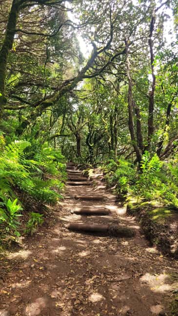 Tenerife Anaga Mountains: Circular hike in the laurel forest  small group max. 10 - Physical Requirements and Accessibility