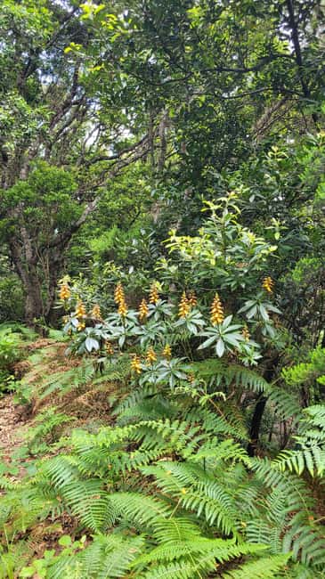 Tenerife Anaga Mountains: Circular hike through the Taganana Valley - small group max. 10 - Practical Tips for a Comfortable Hike