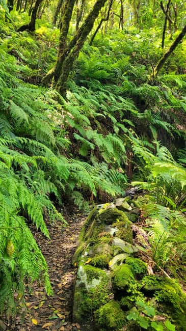 Tenerife Anaga Mountains: Circular hike through the Taganana Valley - small group max. 10 - The Scenic Views and Photo Opportunities