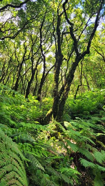 Tenerife Anaga Mountains: Circular hike through the Taganana Valley - small group max. 10 - Who Should Enroll in This Tenerife Hike