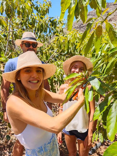 Tenerife: Avocado Farm Tour with Tasting Menu & Wine - Tasting Local Products Paired with Tenerife Wine