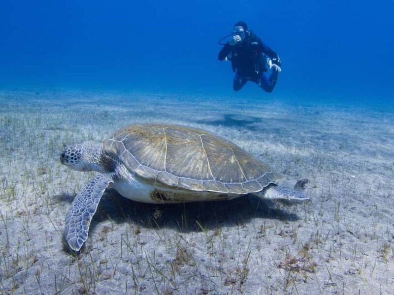 Tenerife: Beginner Scuba Dive Experience with Small Groups - Key Points