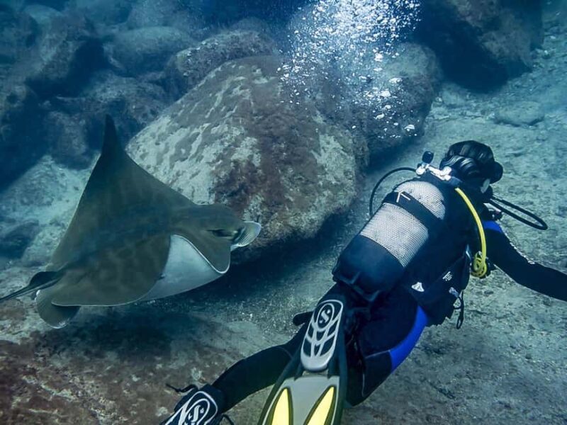 Tenerife: Beginner Scuba Dive Experience with Small Groups - What Marine Life You Can Expect to See