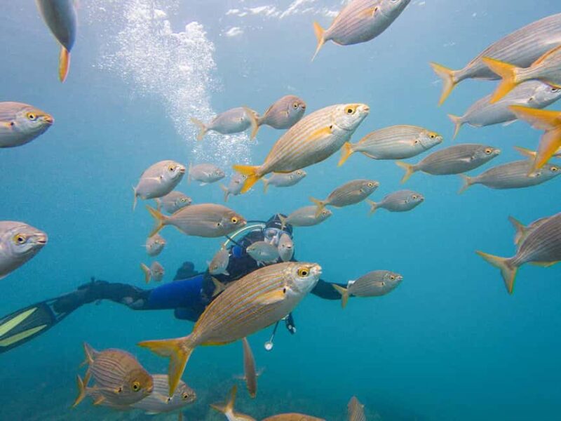 Tenerife: Beginner Scuba Dive Experience with Small Groups - The Value of the Tenerife Beginner Scuba Tour